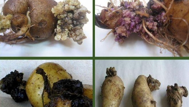 В двух областях Украины выявлен рак картофеля