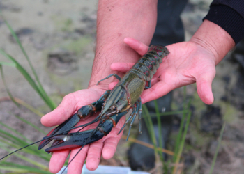 А нам кто мешает? На Херсонщине выращивают мясистых австралийских раков