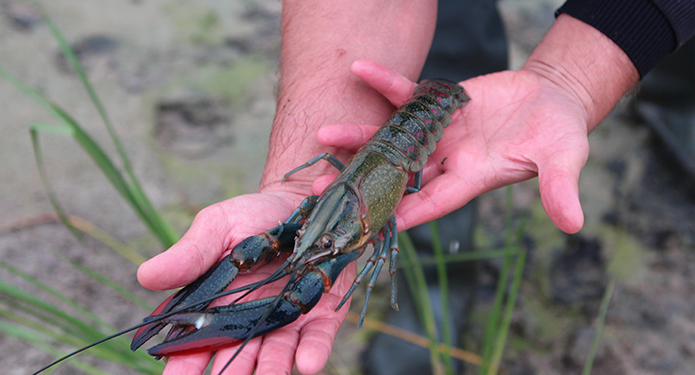 А нам кто мешает? На Херсонщине выращивают мясистых австралийских раков