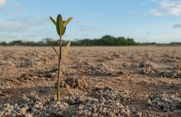 И нам пригодится. В Голландии выводят гибриды, не боящиеся полива солоноватой водой