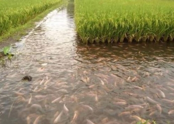 На Николаевщине появились рисовые поля. А теперь на них будут выращивать карпа