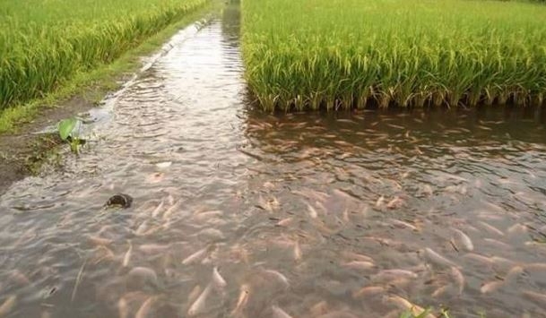 На Николаевщине появились рисовые поля. А теперь на них будут выращивать карпа