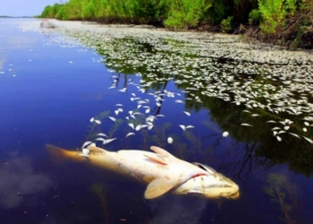 На одном из ставков в Очаковском районе погибла рыба – задохнулась от жары