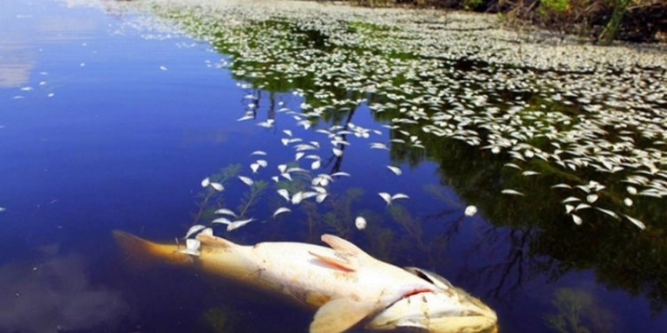 На одном из ставков в Очаковском районе погибла рыба – задохнулась от жары