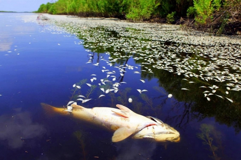 На одном из ставков в Очаковском районе погибла рыба – задохнулась от жары 1