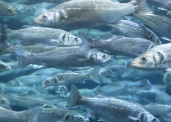 Рыбы теряют обоняние из-за окисления воды в океанах и морях