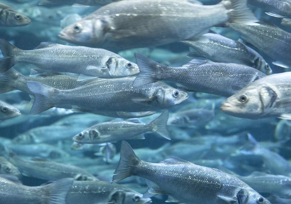 Рыбы теряют обоняние из-за окисления воды в океанах и морях 1