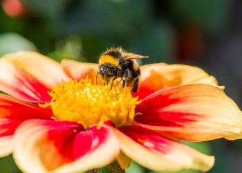 Шмели оказались заядлыми горожанами