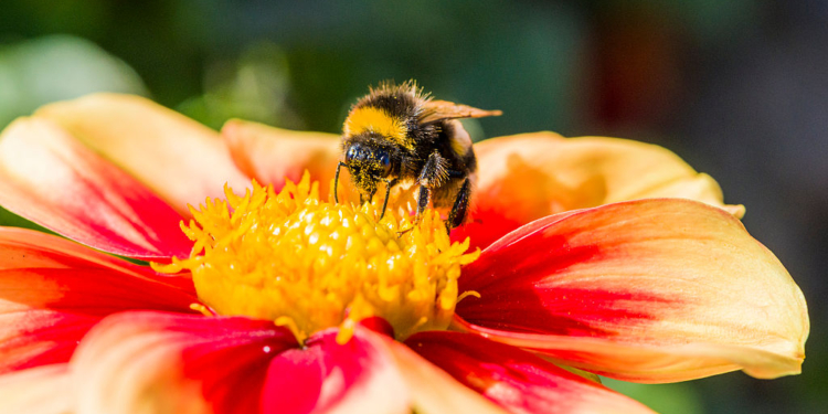 Шмели оказались заядлыми горожанами