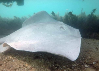 В сети появилось видео редчайшего белого ската-призрака