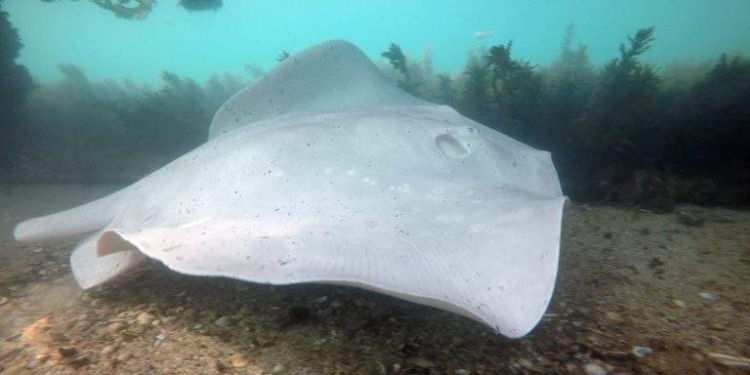 В сети появилось видео редчайшего белого ската-призрака