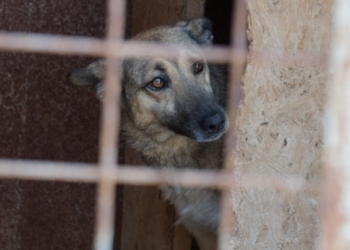 Николаевский “Центр защиты животных” впервые купит корм не у херсонского “Грант-Трейда”. И обойдется это в 2,5 раза дешевле