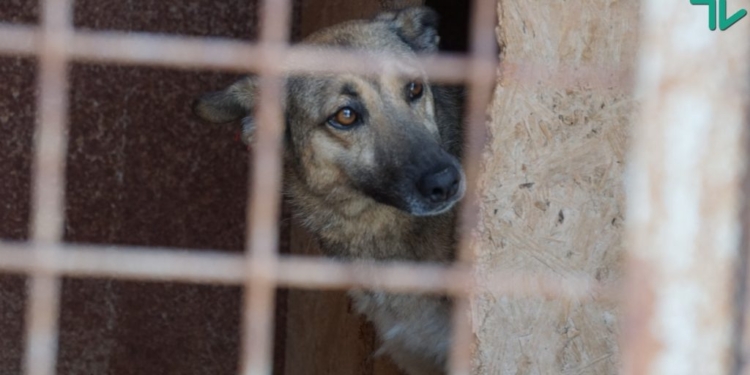 Николаевский “Центр защиты животных” впервые купит корм не у херсонского “Грант-Трейда”. И обойдется это в 2,5 раза дешевле