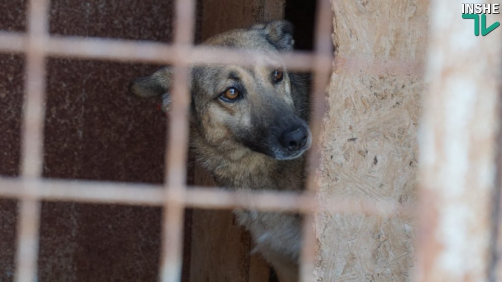О бездомных собаках в Николаеве: с арифметикой и без истерики 5