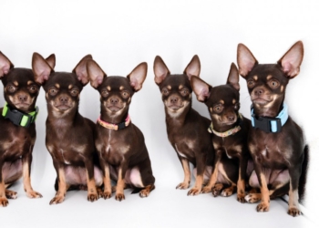 Это уже ксерокопирование: ученые сделали 49 клонов самой маленькой собаки в мире