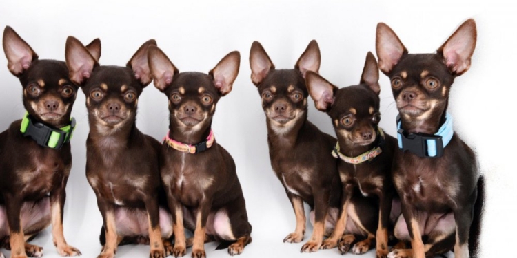 Это уже ксерокопирование: ученые сделали 49 клонов самой маленькой собаки в мире