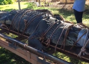 Неуловимый монстр. В Австралии поймали огромного крокодила