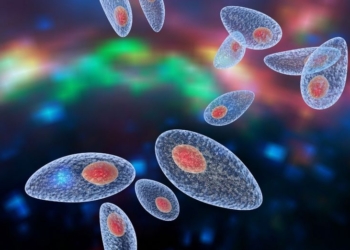 От кошки можно подцепить паразита, который подталкивает людей заниматься  бизнесом и рисковать