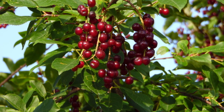 Запах какао, вкус – ореховый. В Николаевской области производят уникальный продукт – черемуховую муку