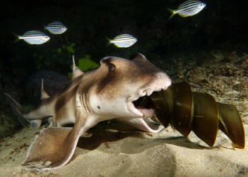 В США акулу похитили из океанариума, завернув в пеленки и усадив в детскую коляску