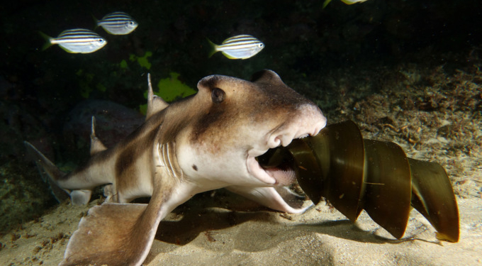 В США акулу похитили из океанариума, завернув в пеленки и усадив в детскую коляску