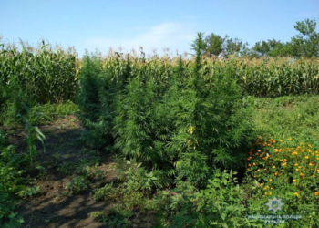 Житель Новой Одессы устроил плантацию конопли с капельным поливом
