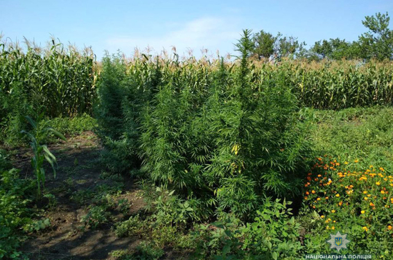 Житель Новой Одессы устроил плантацию конопли с капельным поливом