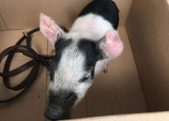 В Британии мужчина предстанет перед судом за выгул свиньи без поводка