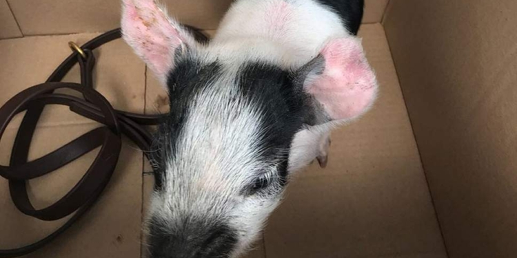 В Британии мужчина предстанет перед судом за выгул свиньи без поводка