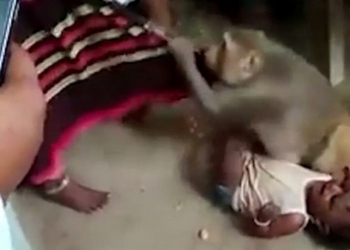 В индийской деревне обезьяна попыталась украсть ребенка