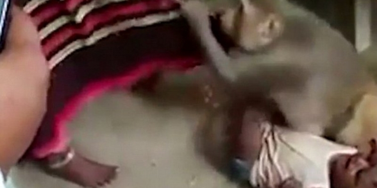 В индийской деревне обезьяна попыталась украсть ребенка