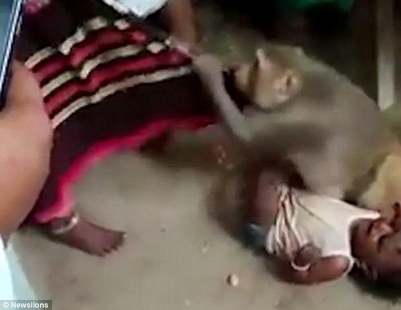 В индийской деревне обезьяна попыталась украсть ребенка 1