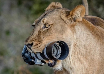 Не растерялась: львица подобрала упавшую у туристки фотокамеру за 2 тыс.фунтов стерлингов и отнесла ее детям