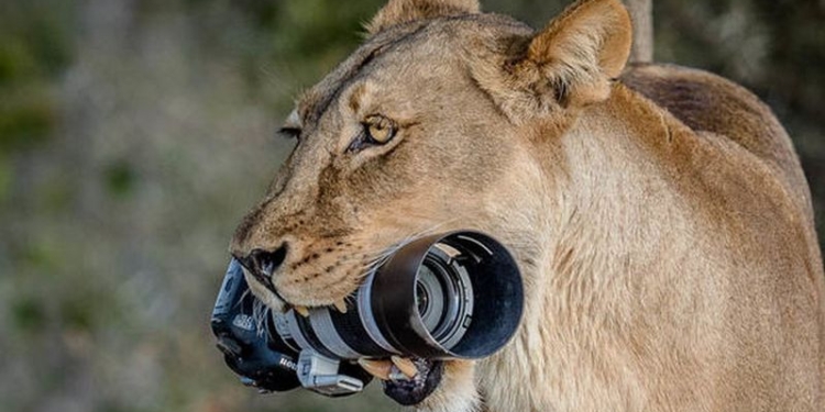 Не растерялась: львица подобрала упавшую у туристки фотокамеру за 2 тыс.фунтов стерлингов и отнесла ее детям