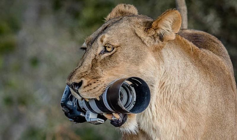 Не растерялась: львица подобрала упавшую у туристки фотокамеру за 2 тыс.фунтов стерлингов и отнесла ее детям