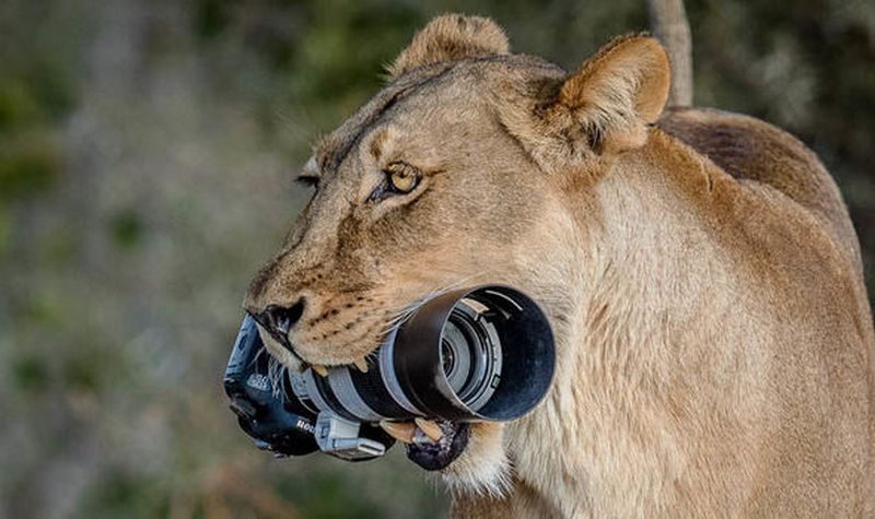 Не растерялась: львица подобрала упавшую у туристки фотокамеру за 2 тыс.фунтов стерлингов и отнесла ее детям 3