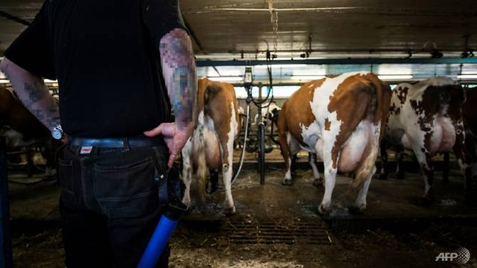«Открытая тюрьма»: как в Швеции коровы помогают реабилитации осужденных 1