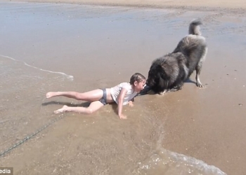 Она так любит волны, а он беспокоится: огромный пес «спасает» маленькую девочку