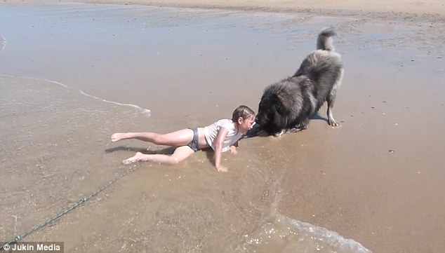 Она так любит волны, а он беспокоится: огромный пес «спасает» маленькую девочку 1