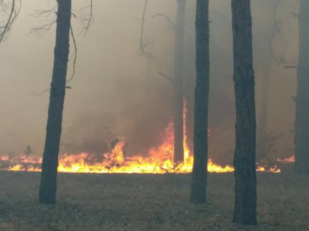 На Николаевщине горит лес. Площадь пожара – 3 га 1