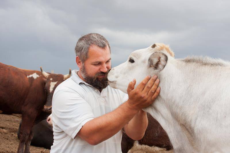 В Николаевской области есть приют для коров – тут их спасают от убоя 1