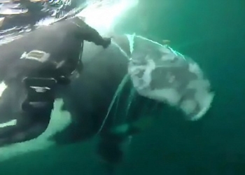 Чилийские военные освободили касатку из траловых сетей