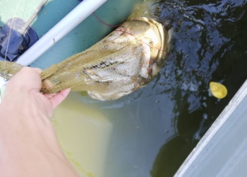 Николаевский рыбоохранный патруль составил протоколы на рыбачков, превысивших суточную норму, а также выловивших по нескольку кефалей и карасей сетями