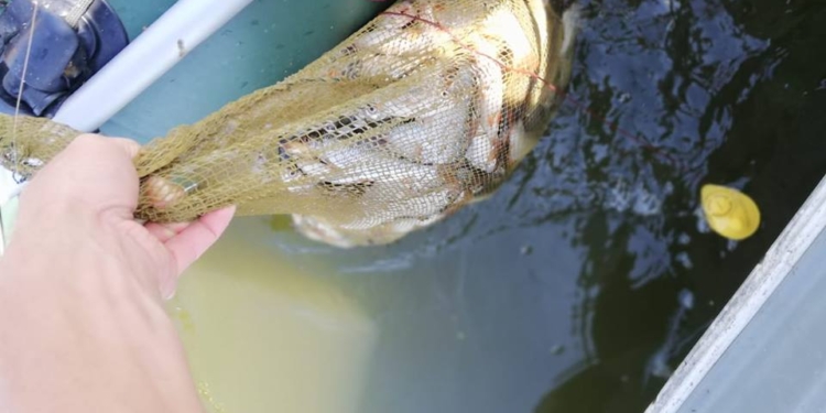 Николаевский рыбоохранный патруль составил протоколы на рыбачков, превысивших суточную норму, а также выловивших по нескольку кефалей и карасей сетями