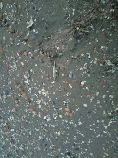 На Николаевщине очередной замор рыбы – берег Рыбаковки усыпан мертвой атериной 3