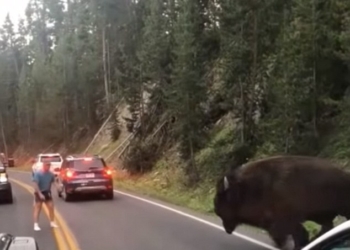 Идиотов везде хватает. В Йеллоустонском национальном парке мужчина вызывал бизона на бой