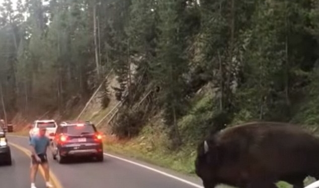 Идиотов везде хватает. В Йеллоустонском национальном парке мужчина вызывал бизона на бой