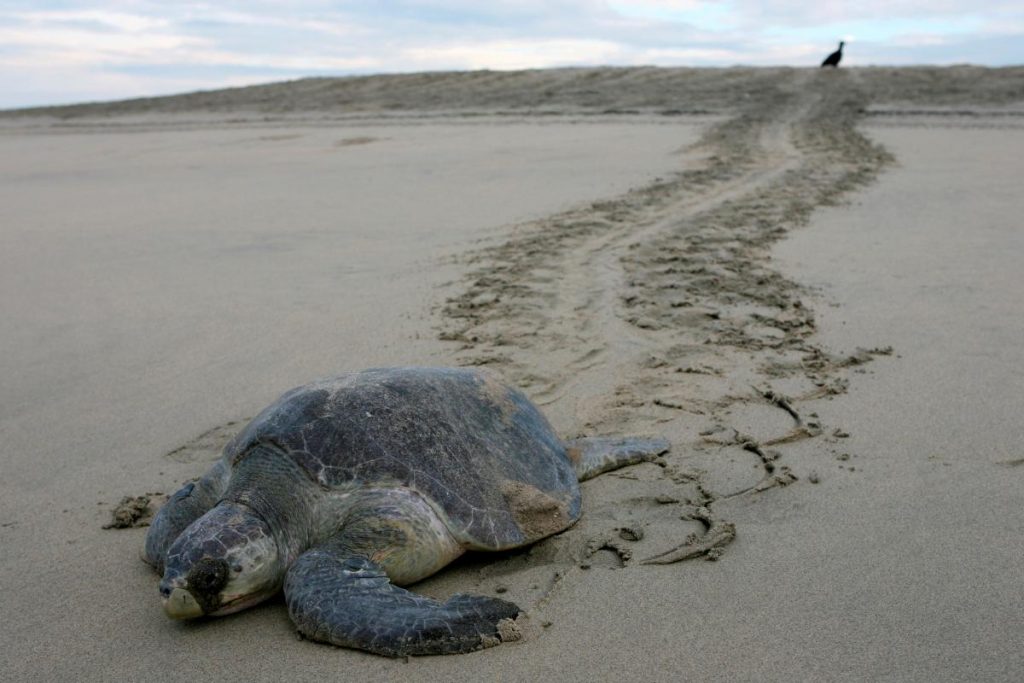 Мексиканские власти расследуют гибель 113 морских черепах, находящихся под угрозой вымирания 1