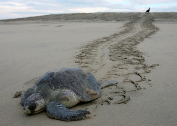 Мексиканские власти расследуют гибель 113 морских черепах, находящихся под угрозой вымирания