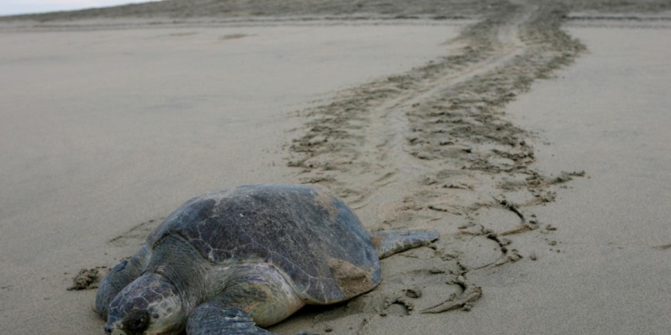 Мексиканские власти расследуют гибель 113 морских черепах, находящихся под угрозой вымирания